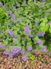 Nepeta 'Walkers Low'