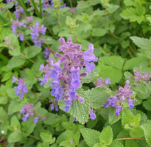 Nepeta 'Walkers Low'