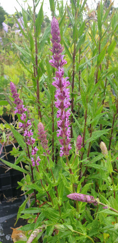 Salvia nemerosa Amethyst