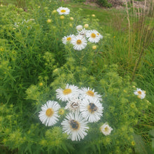 Aster novae-angliae 'Herbstschnee'