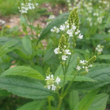 Verbena hastata 'White Spires'