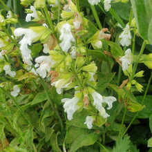 Salvia officionalis 'Albiflora'