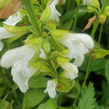 Salvia officionalis 'Albiflora'