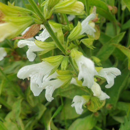 Salvia officionalis 'Albiflora'