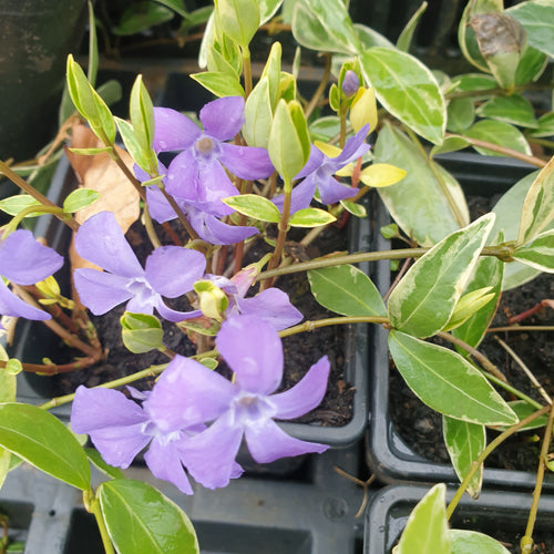 Vinca minor 'Variegata'