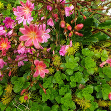 Lewisia cotyledon 'Sunset Strain'