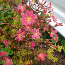 Lewisia cotyledon 'Sunset Strain'