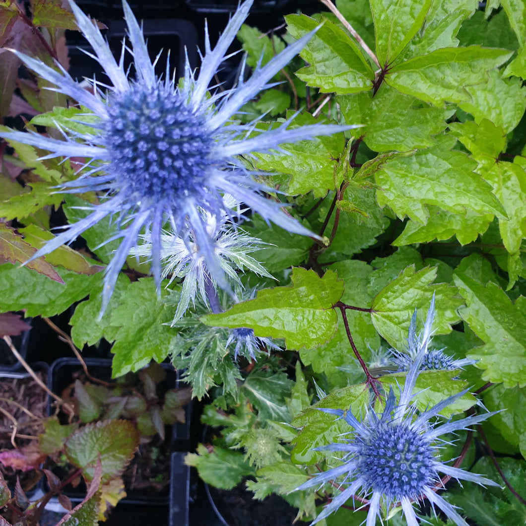 Eryngium x zabelli 'Jos Eijking'