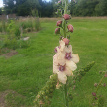 Verbascum 'Cotswold Beauty'