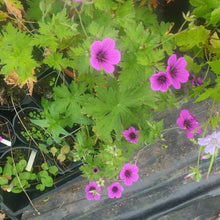 Geranium 'Ivan'