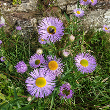 Erigeron 'Azure Fairy'