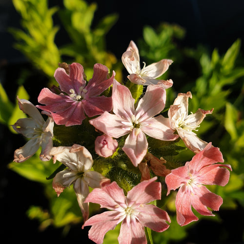 Lychnis chalcedonica ‘Salmonea’