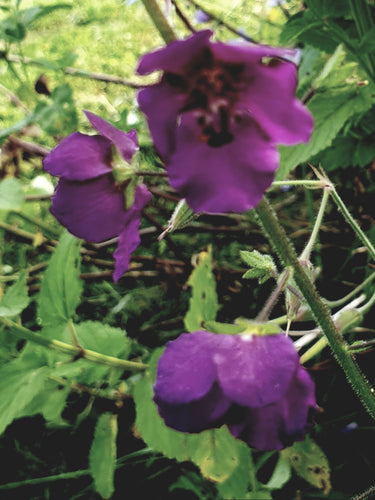 Verbascum phoeniceum 'Violetta'