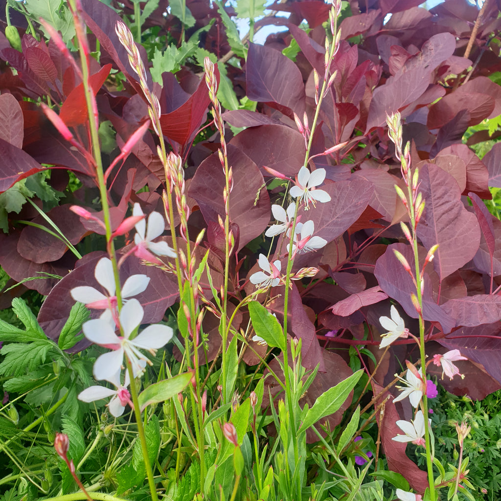 Gaura lindheimeri 'Whirling Butterflies' – Plants Shoots and Leaves