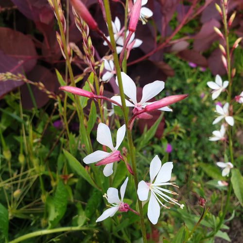 Gaura lindheimeri 'Whirling Butterflies'