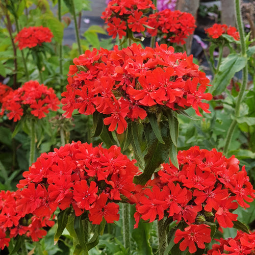 Lychnis chalcedonica