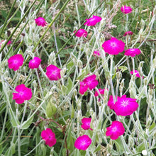 Lychnis coronaria