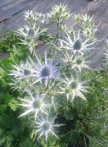 Eryngium bourgatii