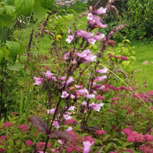 Penstemon Dark Towers