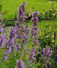 Nepeta Six Hills Giant