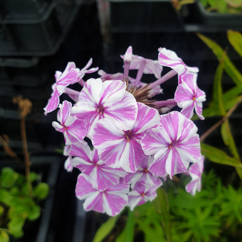 Phlox maculata Natascha