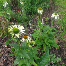 Echinacea purpurea 'White Swan'