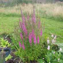 Lythrum salicaria Robin