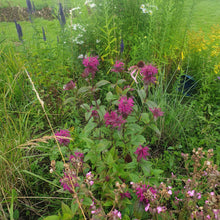 Monarda 'Marshalls Delight' AGM