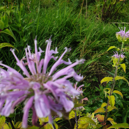 Monarda fistulosa