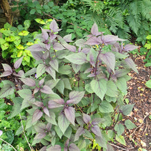 Eupatorium rugosum ‘Chocolate’