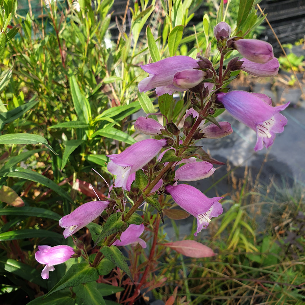 Penstemon Sour Grapes