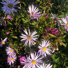 Aster pyrenaeus 'Lutetia'