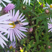 Aster pyrenaeus 'Lutetia'