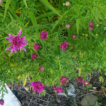 Aster novi -belgi 'Jenny'