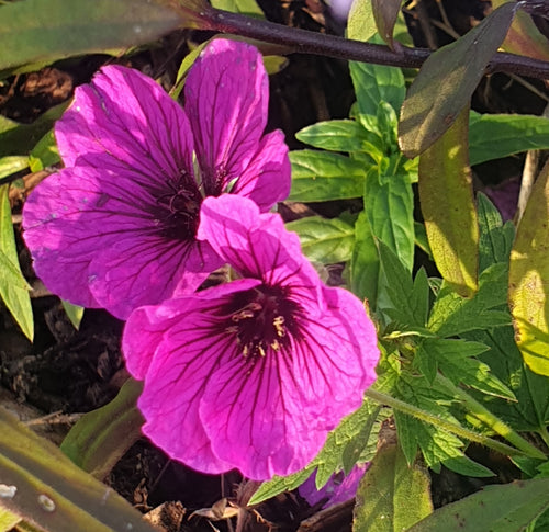 Geranium 'Ivan'