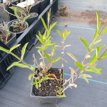 Verbena bonariensis