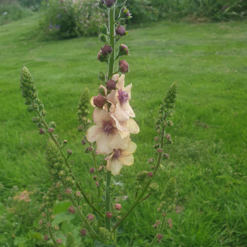 Verbascum 'Cotswold Beauty'