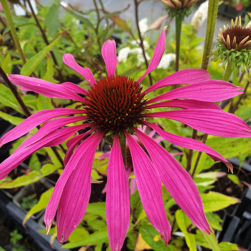 Echinacea purpurea 'Rubinstern'