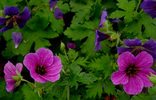 Geranium 'Ivan'