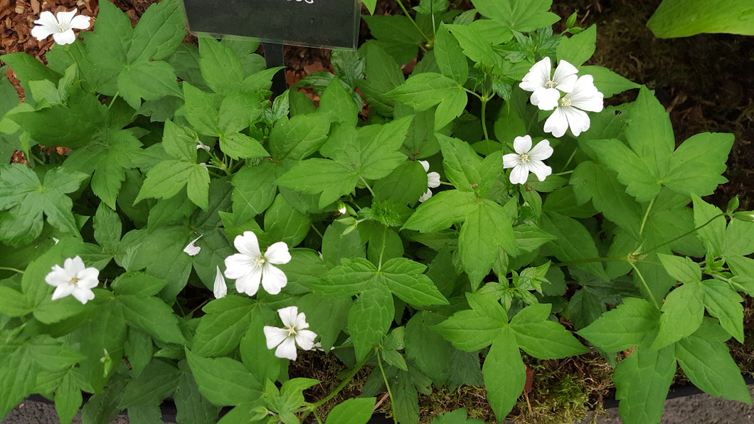 Geranium nudosum 'Silverwood'