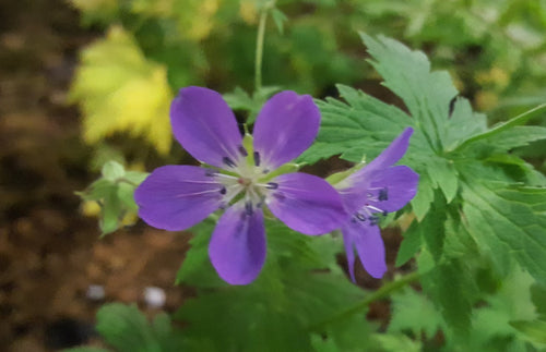 Geranium sylvaticum 'Mayflower'