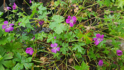 Geranium 'Little Gem'