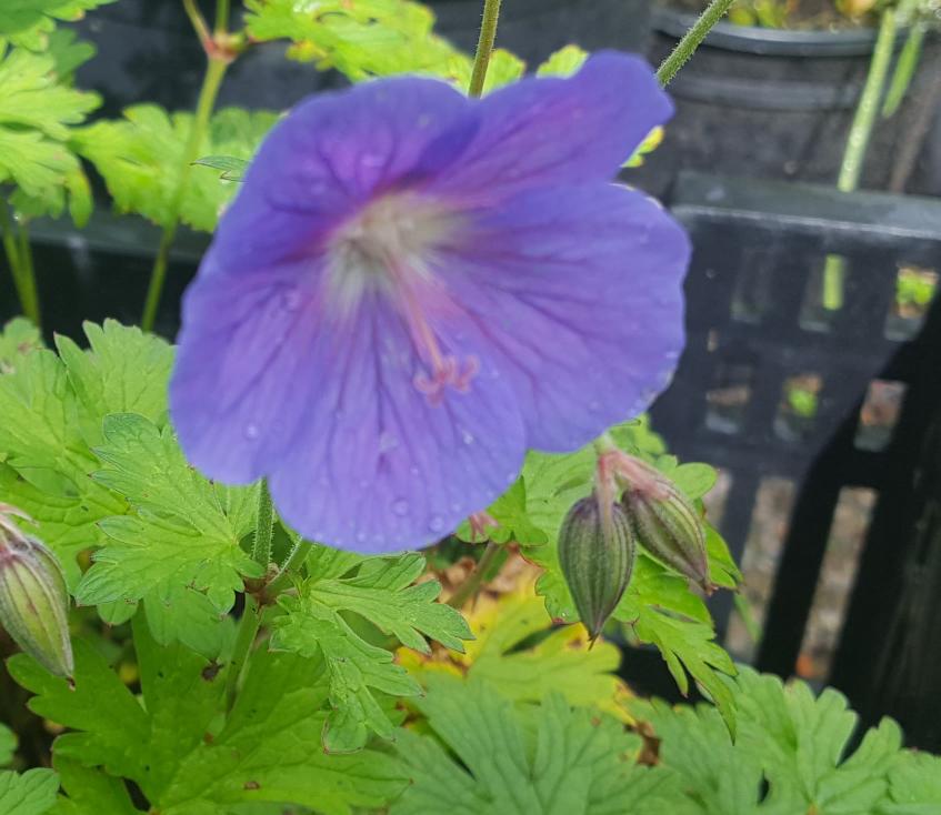 Geranium himalayense