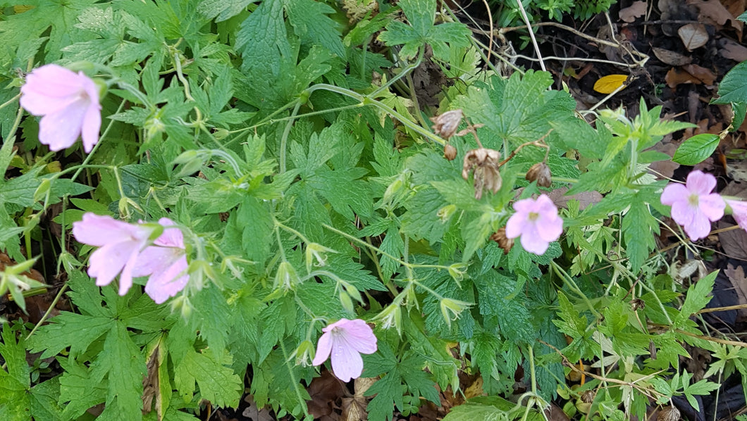 Geranium oxonarium ‘A. T. Johnson’