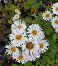 Aster novae-angliae 'Herbstschnee'