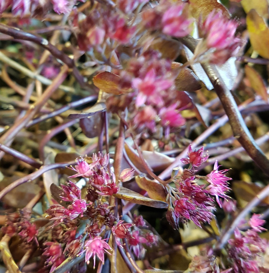 Sedum 'Dark Knight'