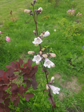 Penstemon Dark Towers