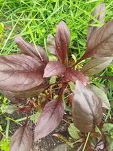 Penstemon Dark Towers