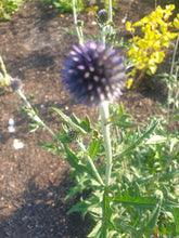 Echinops ritro 'Veitch's Blue'