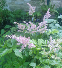 Astilbe Europa